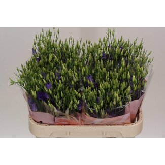 Freshy Eustoma Lisianthus à fleur simple “Botanic Blue” | Couleur: Bleu | Longueur ± 70 centimeter | Par 10 tiges de fleurs fraîches