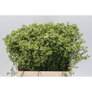 Freshy Limonium Statice Sinuata “Sensy Yellow” | Colour: Yellow | Length ± 60 centimetre | Per 25 stems fresh flowers