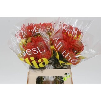 Freshy Nutans “Succession” | Colour: Red | Length ± 60 centimetre | Per 10 fresh flowers
