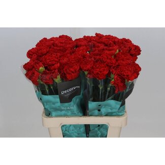 Freshy Hollandse Anjer “Grand Slam” | Kleur: Rood | Lengte ± 60 centimeter | Per 20 verse bloemen