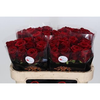 Freshy Roses “Red Naomi Drift” | Colour: Red | Length ± 70 centimeter | Per 10 roses