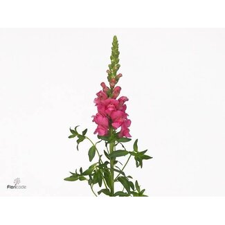 Freshy Antirrhinum Snapdragon “Avignon Rose” Organic | Colour: Pink | Length ± 80 centimeter | Per 10 fresh flowers