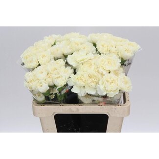 Freshy Korte Anjer “Rodas” | Kleur: Wit | Lengte ± 55 centimeter | Per 20 verse bloemen
