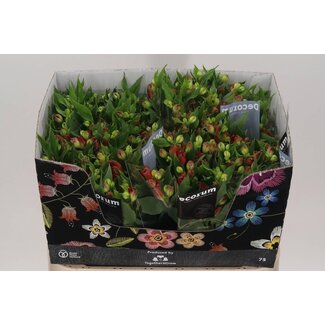 Freshy Alstroemeria Fl “Tinto” | Kleur: Rood | Lengte ± 75 centimeter | Per 10 stelen verse bloemen