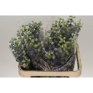 Freshy Delphinium Pied-d'alouette “Sweet Sensation” | Couleur: Violet | Longueur ± 80 centimeter | Par 10 tiges de fleurs fraîches