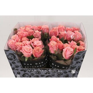 Freshy Roses “Adele” | Colour: Pink | Length ± 60 centimeter | Per 10 roses