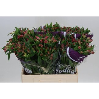 Freshy Alstroemère courte “Bubblicious” | Couleur: Rose | Longueur ± 60 centimeter | Par 20 tiges de fleurs fraîches