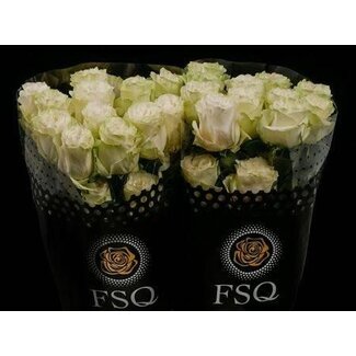 Freshy Roses “Moonstone” | Couleur: Blanc | Longueur ± 70 centimeter | Par 20 roses