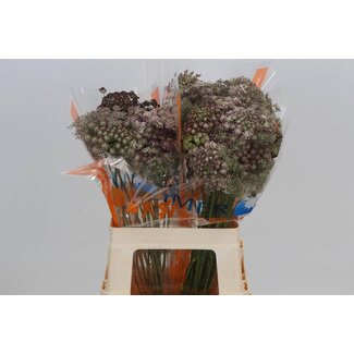 Freshy Daucus Carota Wild Carrot “Dara” | Colour: Purple | Length ± 60 centimetre | Per 25 stems fresh flowers