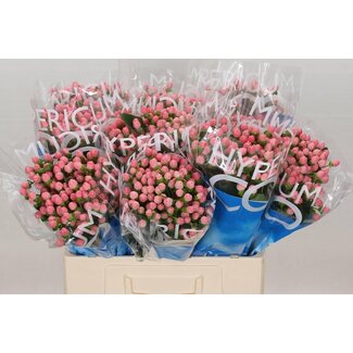 Freshy Hypericum “Coco Casino” | Farbe: Rosa | Länge ± 60 centimeter | Pro 20 frische Stiele