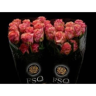Freshy Roses “Samba Pa Ti” | Colour: Orange | Length ± 50 centimeter | Per 20 roses