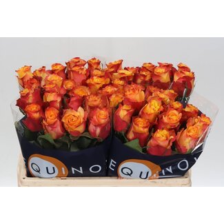 Freshy Roses “Wildfox” | Colour: Yellow Orange | Length ± 50 centimetre | Per 20 roses
