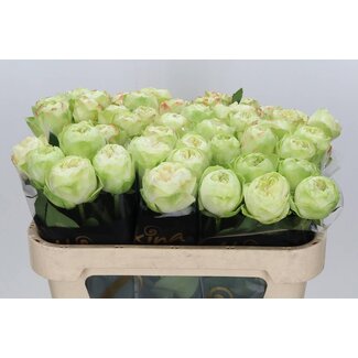 Freshy Rozen “White Kahala” | Kleur: Wit | Lengte ± 70 centimeter | Per 10 rozen