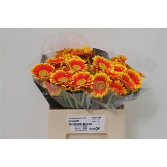 Freshy Germini Aqua “Kristoff” | Couleur: Rouge Jaune | Longueur ± 50 centimeter | Par 20 fleurs fraîches