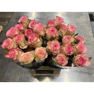 Freshy Roses “Swan” | Colour: Pink White | Length ± 60 centimetre | Per 20 roses