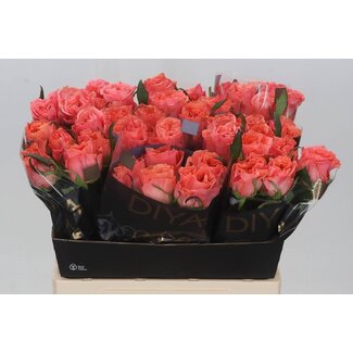 Freshy Rozen “Blushing Reeva” | Kleur: Roze | Lengte ± 60 centimeter | Per 10 rozen