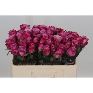 Freshy Roses “Deep Purple” | Colour: Pink | Length ± 50 centimeter | Per 20 roses