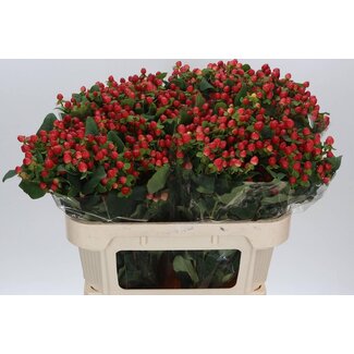 Freshy Hypericum “Magical Triumph” | Kleur: Rood | Lengte ± 70 centimeter | Per 25 verse stelen