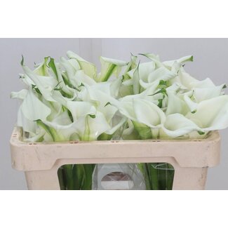 Freshy Zantedeschia Calla “Crystal Blush” Double-flowered | Colour: White | Length ± 50 centimeter | Per 10 fresh flowers