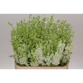 Freshy Consolida Ridderspoor “Imperial White” | Colour: White | Length ± 80 centimetre | Per 20 fresh flowers