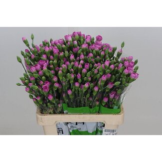 Freshy Spray carnation “Malibu” | Colour: Pink | Length ± 65 centimetre | Per 25 fresh flowers