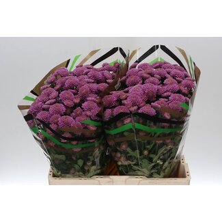 Freshy Chrysanthemum Chrysant Santini XL “Ellison Pink” | Colour: Purple | Length ± 55 centimetre | Per 25 stems fresh flowers