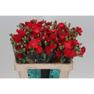 Freshy Enkelbloemige Hollandse Trosanjer Solanum “Brightfly” | Kleur: Roze | Lengte ± 60 centimeter | Per 30 verse bloemen