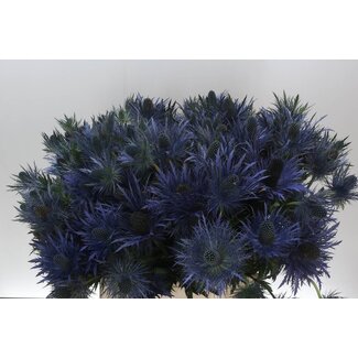 Freshy Eryngium Blue Thistle Seed “Donard Variety” | Colour: Purple | Length ± 65 centimetre | Per 10 stems fresh flowers