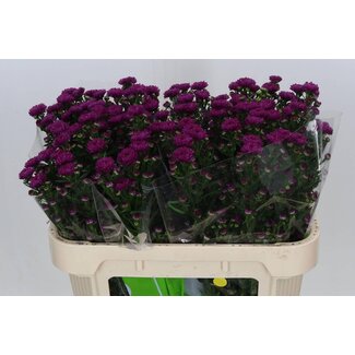 Freshy Aster “Flash” | Kleur: Paars | Lengte ± 70 centimeter | Per 25 stelen verse bloemen