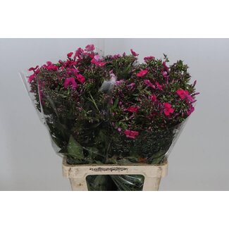 Freshy Dutch Phlox Floks “P Tracy” | Colour: Pink | Length ± 70 centimetre | Per 20 stems fresh flowers