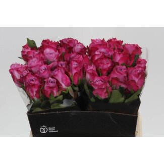 Freshy Roses “Deep Purple” | Colour: Pink | Length ± 40 centimetre | Per 20 roses