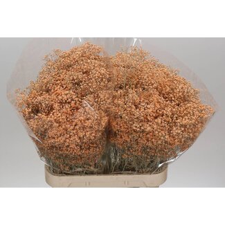 Freshy Gypsophila Gipskruid “Million Zalm” Kleurbehandeld | Kleur: Zalm | Lengte ± 60 centimeter | Per 25 stelen verse bloemen