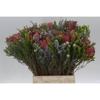 Freshy Protea Strauß | Farbe: Gemischte Farben | Länge ± 50 centimeter | Pro 5 Bunde