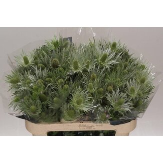 Freshy Eryngium Blauwe Distel “Lovely White Green” | Kleur: Wit | Lengte ± 75 centimeter | Per 10 stelen verse bloemen