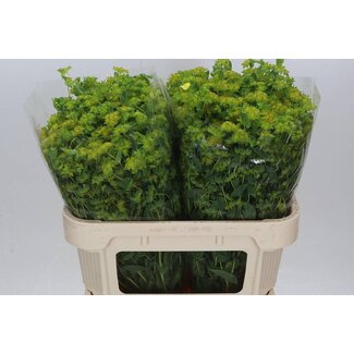 Freshy Bupleurum Rotundifolium Goldshield | Colour: Yellow | Length ± 70 centimeter | Per 25 stems fresh flowers