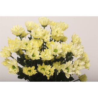 Freshy Chrysanthème en grappes Chrysanthème “T Chic Cream” | Couleur: Jaune | Longueur ± 70 centimeter | Par 10 tiges de fleurs fraîches
