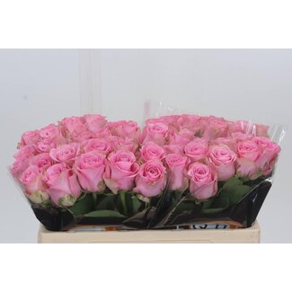Freshy Rosen “Renaissance” | Farbe: Rosa | Länge ± 50 centimeter | Pro 20 Rosen