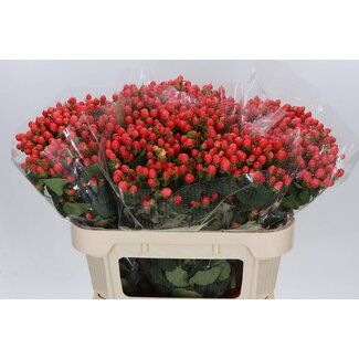 Freshy Hypericum St John's-wort Mag Roy “Princess” | Colour: Red | Length ± 70 centimetre | Per 25 stems with berries