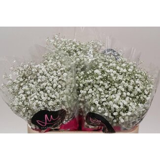 Freshy Gypsophila Paniculata Gypsophile “Xlence” | Couleur: Blanc | Longueur ± 70 centimeter | Par 25 tiges de fleurs fraîches
