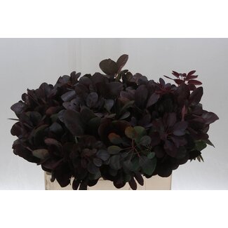 Freshy Cotinus Pruikenboom “Royal Purple” | Kleur: Rood Paars | Lengte ± 55 centimeter | Per 25 takken