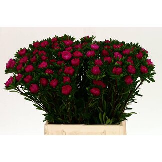 Freshy Callistephus Zomeraster “Cerise” | Kleur: Gemengde Kleuren | Lengte ± 45 centimeter | Per 50 verse bloemen
