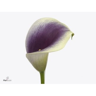 Freshy Zantedeschia Calla “Captain Ranomi” | Couleur: Violet | Longueur ± 55 centimeter | Par 10 fleurs fraîches