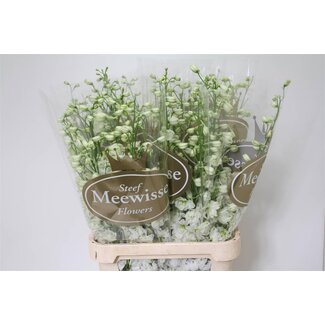 Freshy Delphinium Larkspur Elatum “Dewi Impressive White” | Colour: White | Length ± 100 centimeter | Per 10 stems fresh flowers
