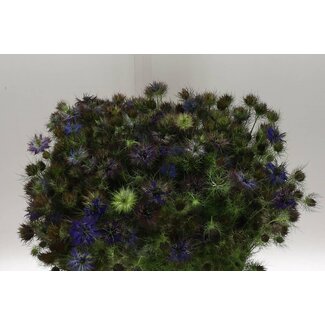 Freshy Nigella Juffertje-in-het-groen Damascena “Artist Blue” | Couleur: Bleu | Longueur ± 65 centimeter | Par 5 bottes