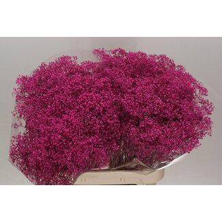 Freshy Gypsophila Gipskruid “Million Cerise” Kleurbehandeld | Kleur: Kerskleurig | Lengte ± 60 centimeter | Per 25 stelen verse bloemen
