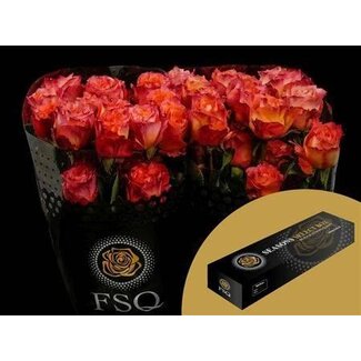 Freshy Large-flowered Rose “Free Spirit” | Colour: Red | Length ± 50 centimetre | Origin Ecuador | Per 25 fresh roses