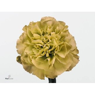 Freshy Long Carnation Funza “Prado Mint” | Colour: Green | Length ± 70 centimetre | Per 20 fresh flowers