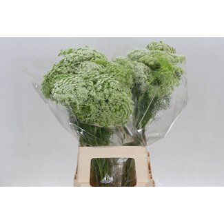 Freshy Ammi Visnaga Groot Akkerscherm “Casablanca” | Kleur: Wit | Lengte ± 70 centimeter | Per 25 stelen verse bloemen