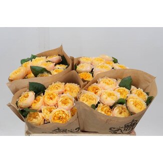 Freshy Roses “Golden Vuvuzela” | Colour: Yellow | Length ± 50 centimetre | Per 10 roses