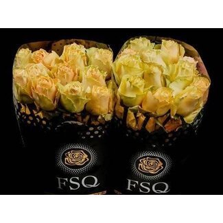 Freshy Large-flowered Rose “Cream Carpediem” | Colour: Yellow | Length ± 50 centimeter | Origin Ecuador | Per 20 fresh roses